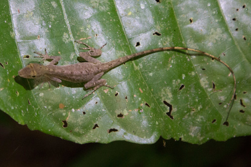 Anolis fuscoauratus