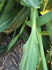 Echinochloa crus-galli