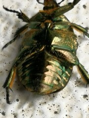 Protaetia orientalis