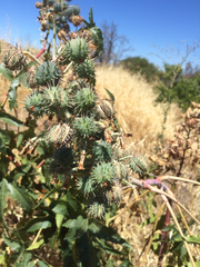 Ricinus communis