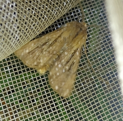 Agrotis innominata