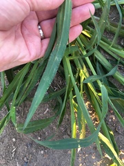 Echinochloa crus-galli