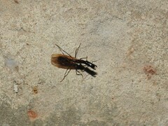 Camponotus mirabilis