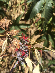 Ricinus communis