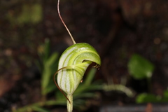 Pterostylis brumalis