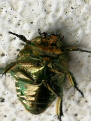 Protaetia orientalis