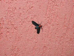 Psoloptera thoracica