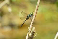 Onychothemis tonkinensis