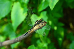 Onychothemis tonkinensis