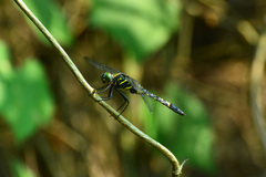Onychothemis tonkinensis
