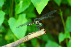 Onychothemis tonkinensis