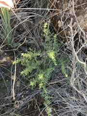 Cryptandra intermedia