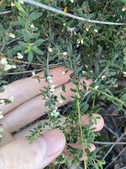 Cryptandra intermedia