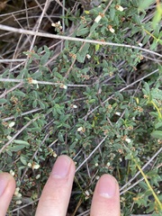 Cryptandra intermedia