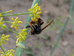 Vespa velutina