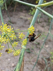 Vespa velutina