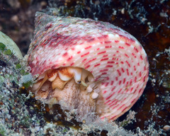 Rochia conus