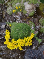 Draba rigida