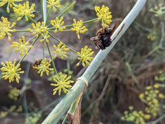 Vespa velutina