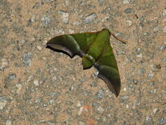Oryba achemenides