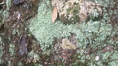 Leucobryum juniperoideum
