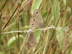 Stegosatyrus periphas