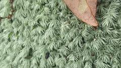 Leucobryum juniperoideum
