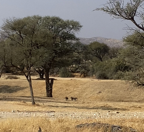 Common warthog