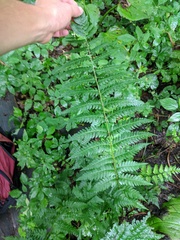 Dryopteris celsa