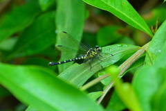 Burmagomphus vermicularis