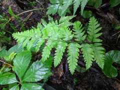 Dryopteris celsa