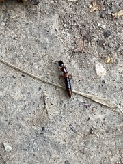 Xantholinus tricolor