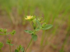 Hypericum boreale
