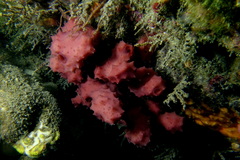 Aplysilla rosea