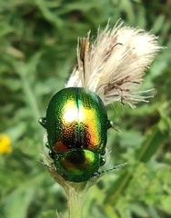 Chrysolina graminis