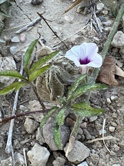 Ipomoea heptaphylla