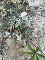 Ipomoea heptaphylla