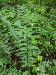 Dryopteris celsa