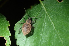 Otiorhynchus armadillo