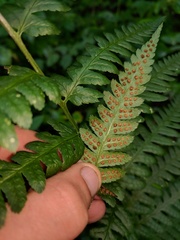 Dryopteris celsa