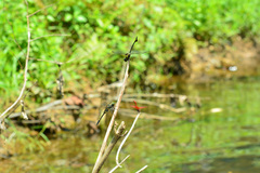 Onychothemis tonkinensis