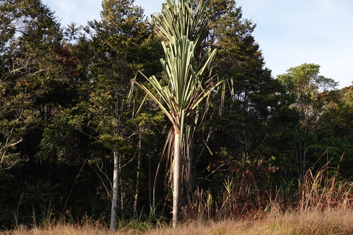 Pandanus brosimos observed 2022-06-22