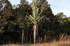 Pandanus brosimos
