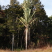 Pandanus brosimos - Photo (c) Jonathan M, algunos derechos reservados (CC BY-NC), subido por Jonathan M