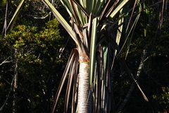 Pandanus brosimos