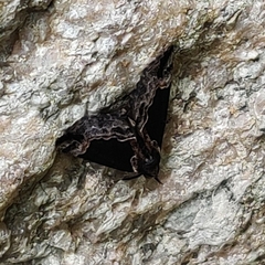 Hypena abalienalis
