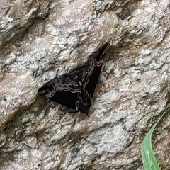 Hypena abalienalis
