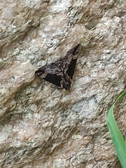 Hypena abalienalis