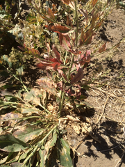 Lepidium latifolium