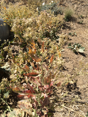 Lepidium latifolium